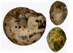 Cadochamoussetia surensis