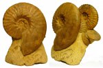 Dimorphoplites sp.