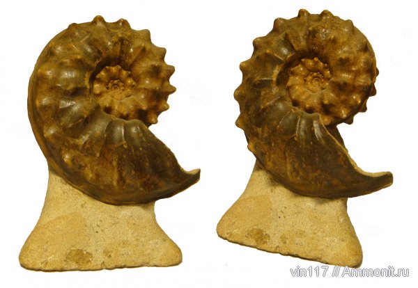 Казахстан, Schloenbachia, Schloenbachia varians