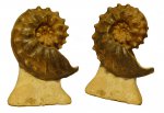 Schloenbachia varians