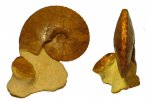 Acompsoceras sp.