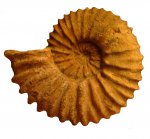 Hypacanthoplites bifrons