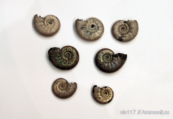 юра, Михайлов, Lunuloceras, Lunuloceras mikhailowense, Hecticoceratinae, Jurassic