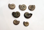Lunuloceras mikhailowense (Zuss)