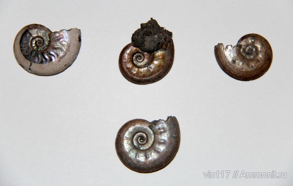юра, Михайлов, Brightia, Hecticoceratinae, Brightia subinvoluta, Jurassic