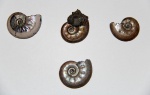Brightia subinvoluta (Bonarelli)
