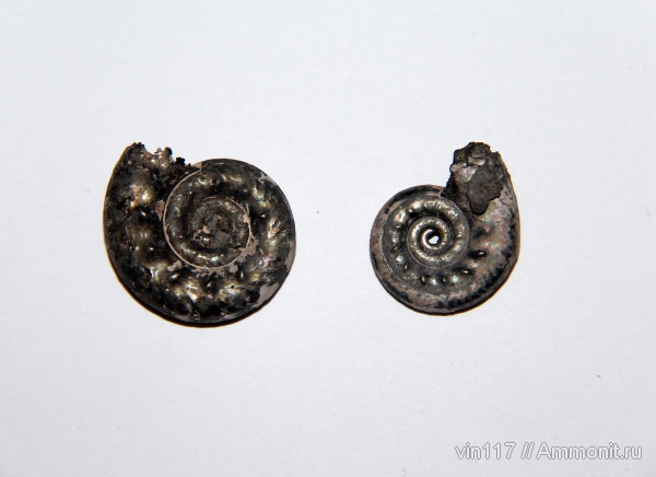юра, Михайлов, Brightia, Hecticoceratinae, Brightia davitaschvilii, Jurassic