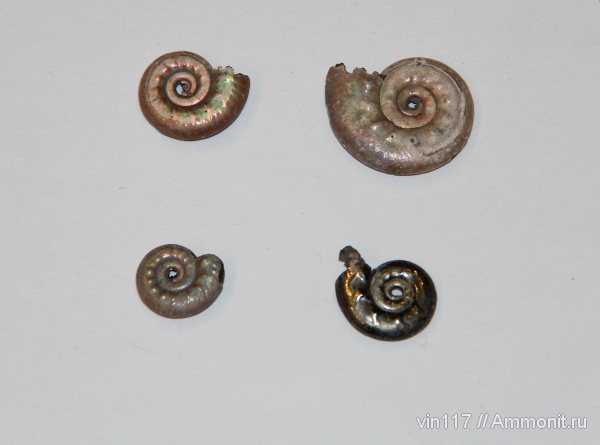 юра, Михайлов, Brightia, Hecticoceratinae, Jurassic