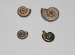 Brightia sp. (#1)