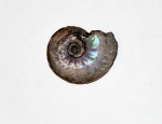 Brightia sp. (#2)