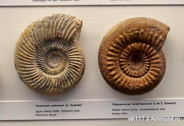 юра, музеи, Великобритания, Stephanoceratidae, Parkinsonia, Stephanoceras, Parkinsonia parkinsoni, Музей естествознания, Jurassic
