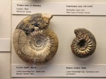 Музей естествознания (Лондон) 5 Rasenia, Pictonia