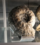 Erymnoceras sp. Музей естествознания (Лондон)