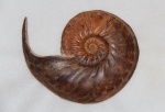 Schloenbachia