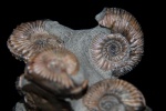 Rasenia evoluta, Amoebites modestum