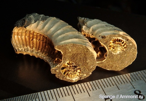 аммониты, юра, Фили, Москва, Ammonites, Jurassic