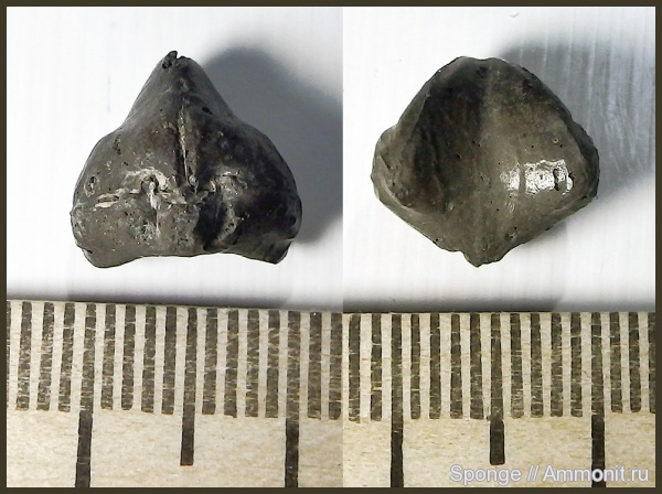 брахиоподы, юра, Еганово, Rhynchonella, Jurassic