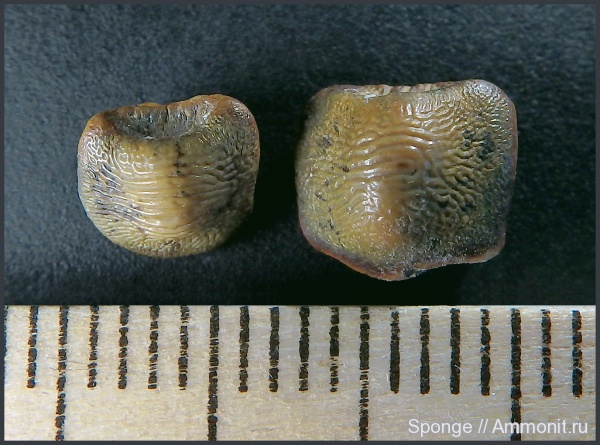 Ptychodus, Ptychodus decurrens