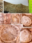 Четырёхлучевой колониальный коралл lithostrotionidae