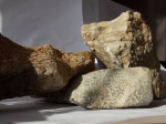 Четырёхлучевые колониальные кораллы
