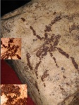 Паукообразное ? Водомерка?Шутка природы?