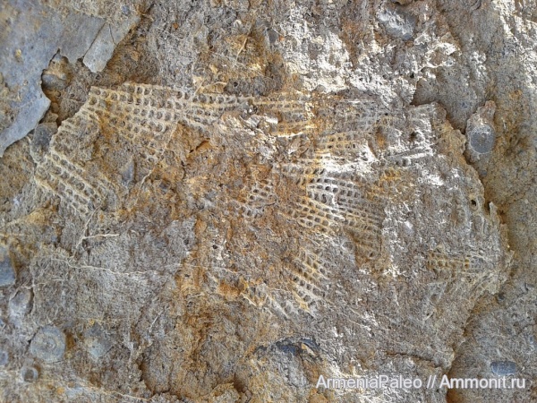 карбон, мшанки, Bryozoa, Cryptostomata, Араратские сопки, Fenestellidae