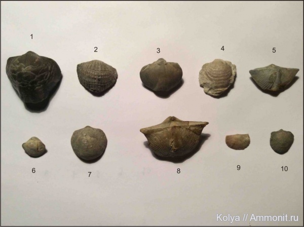 брахиоподы, девон, Devonian, воронежский горизонт, евлановский горизонт