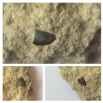 Челюстная пластина рыбы ptyctodus