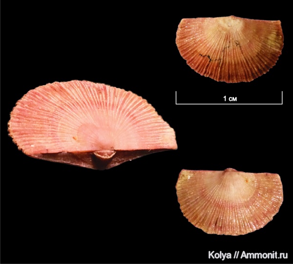 брахиоподы, девон, верхний девон, Schuchertella, Schuchertella donica