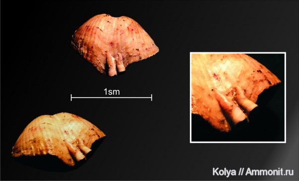 девон, Theodossia, Cornulites, Cornulitida, Epizoans, евлановский горизонт