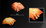 Брахиопода Theodossia  с трубками Cornulites sp.