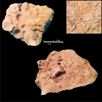 Кораллы Rugosa и частые спутники многих окаменелостей девона кораллы Aulopora