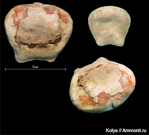 девон, наутилоидеи, Devonian, Discosorida, Evlanoceras evlanense
