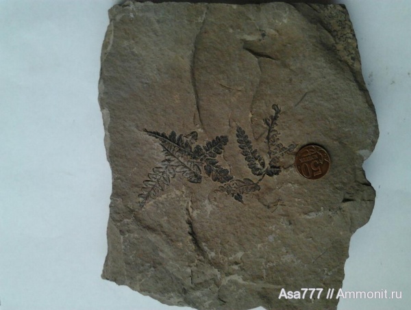 Mariopteris