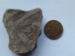 Отпечаток Sphenophyllum