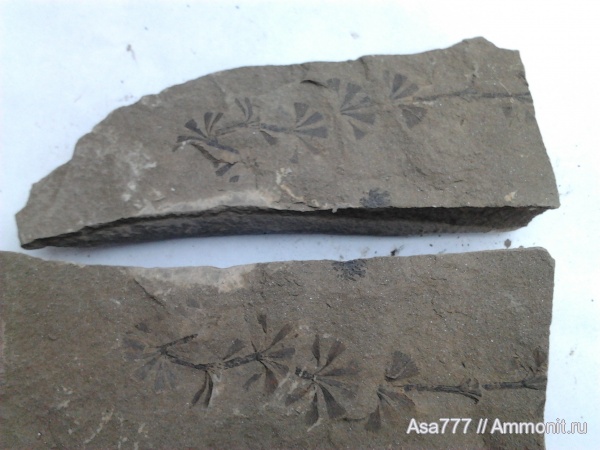 Sphenophyllum