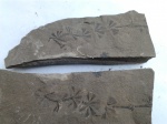 Отпечаток Sphenophyllum, две половинки.