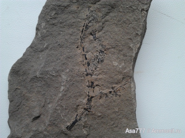 Sphenophyllum