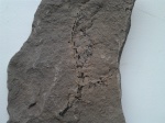 Отпечаток Sphenophyllum