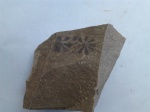 Отпечаток Sphenophyllum