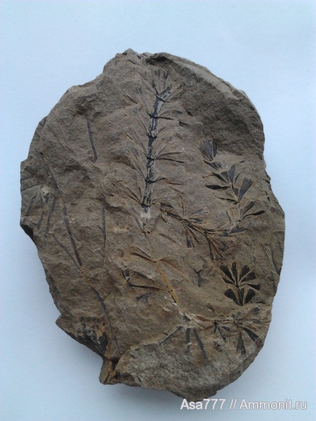Sphenophyllum