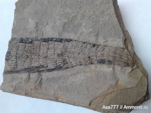 Calamites