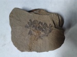 Отпечаток Sphenophyllum