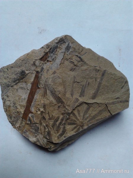 Annularia