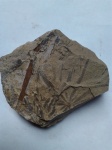 Annularia paeudostellata Poton.