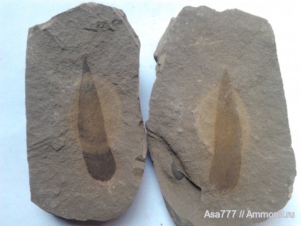 Neuropteris