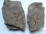 Пара  Sphenophyllum