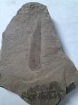 Neuropteris и Sphenophyllum