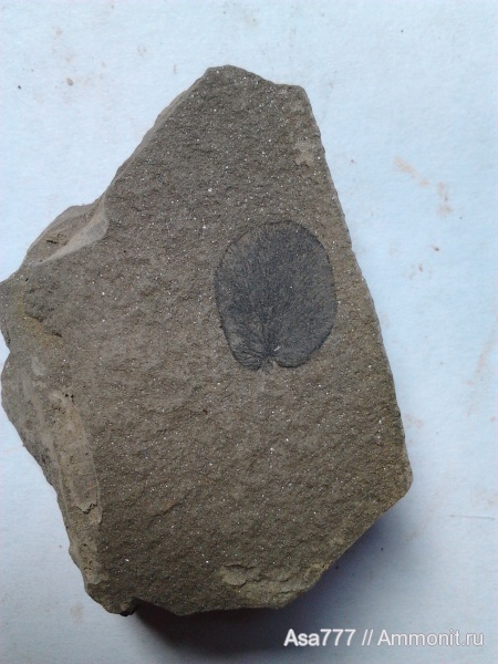 Neuropteris