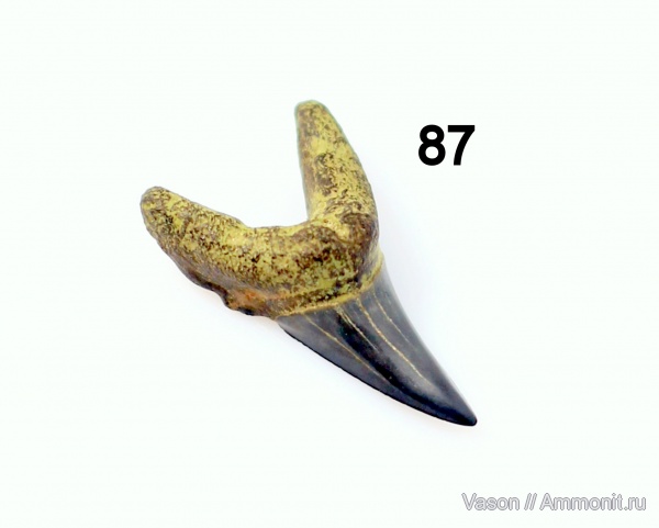 эоцен, зубы акул, Lamniformes, Odontaspididae, Jaekelotodus trigonalis, Jaekelotodontidae, shark teeth